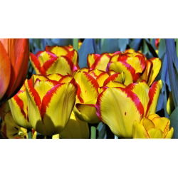 Tulipan Cape Town - opak. 5 szt.