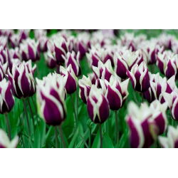 Tulipan Chansonette - opak. 5 szt.