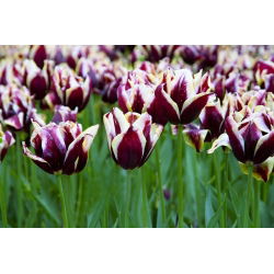 Tulipan Chansonette - opak. 5 szt.