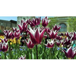 Tulipan Chansonette - opak. 5 szt.