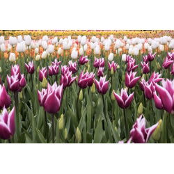 Tulipan Chansonette - opak. 5 szt.