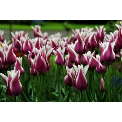 Tulipan Chansonette - opak. 5 szt.