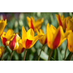 Tulipan Chrysantha - opak. 5 szt.