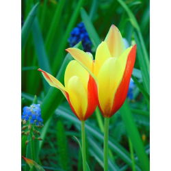 Tulipan Chrysantha - opak. 5 szt.