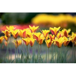Tulipan Chrysantha - opak. 5 szt.