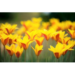 Tulipan Chrysantha - opak. 5 szt.