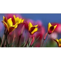Tulipan Chrysantha - opak. 5 szt.