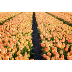 Tulipan Daydream - opak. 5 szt.