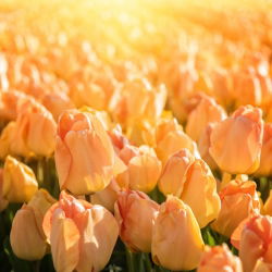 Tulipan Daydream - opak. 5 szt.