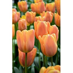 Tulipan Daydream - opak. 5 szt.