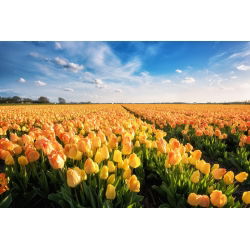 Tulipan Daydream - opak. 5 szt.