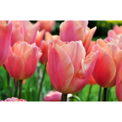 Tulipan Dragon King - opak. 5 szt.