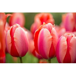 Tulipan Dragon King - opak. 5 szt.