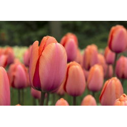 Tulipan Dragon King - opak. 5 szt.