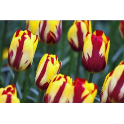 Tulipan El Cid - opak. 5 szt.