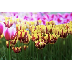 Tulipan El Cid - opak. 5 szt.