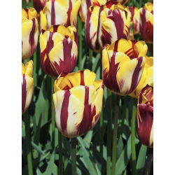 Tulipan El Cid - opak. 5 szt.