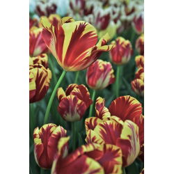 Tulipan El Cid - opak. 5 szt.