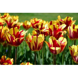 Tulipan El Cid - opak. 5 szt.