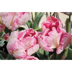 Tulipan Elsenburg - opak. 5 szt.
