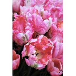 Tulipan Elsenburg - opak. 5 szt.