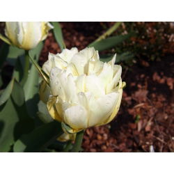 Tulipan Exotic Emperor - opak. 5 szt.