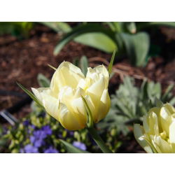 Tulipan Exotic Emperor - opak. 5 szt.