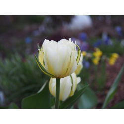 Tulipan Exotic Emperor - opak. 5 szt.
