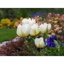 Tulipan Exotic Emperor - opak. 5 szt.