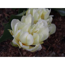 Tulipan Exotic Emperor - opak. 5 szt.