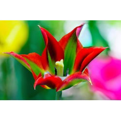 Tulipan Eye Catcher - opak. 5 szt.