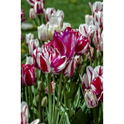 Tulipan Flaming Club - opak. 5 szt.