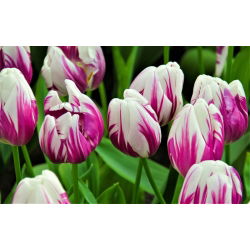 Tulipan Flaming Club - opak. 5 szt.