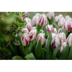 Tulipan Flaming Club - opak. 5 szt.