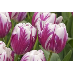 Tulipan Flaming Club - opak. 5 szt.