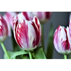 Tulipan Flaming Club - opak. 5 szt.