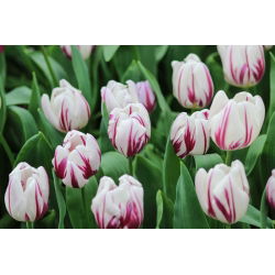 Tulipan Flaming Flag - opak. 5 szt.
