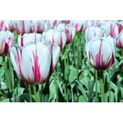 Tulipan Flaming Flag - opak. 5 szt.