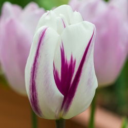 Tulipan Flaming Flag - opak. 5 szt.