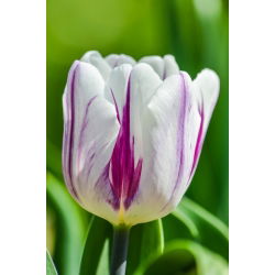 Tulipan Flaming Flag - opak. 5 szt.