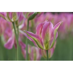 Tulipan Florosa - opak. 5 szt.