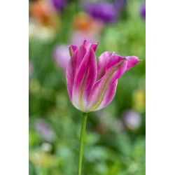 Tulipan Florosa - opak. 5 szt.