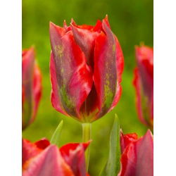 Tulipan Hollywood - opak. 5 szt.