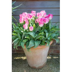 Tulipan Innuendo - opak. 5 szt.