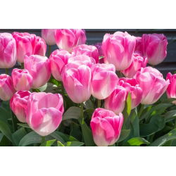 Tulipan Innuendo - opak. 5 szt.