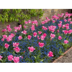 Tulipan Innuendo - opak. 5 szt.