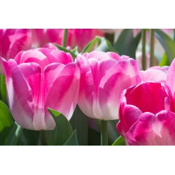 Tulipan Innuendo - opak. 5 szt.
