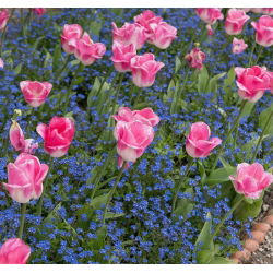 Tulipan Innuendo - opak. 5 szt.