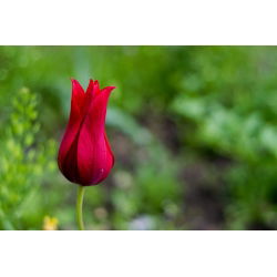 Tulipan Lasting Love - opak. 5 szt.