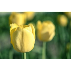 Tulipan Lemon Giant - opak. 5 szt.